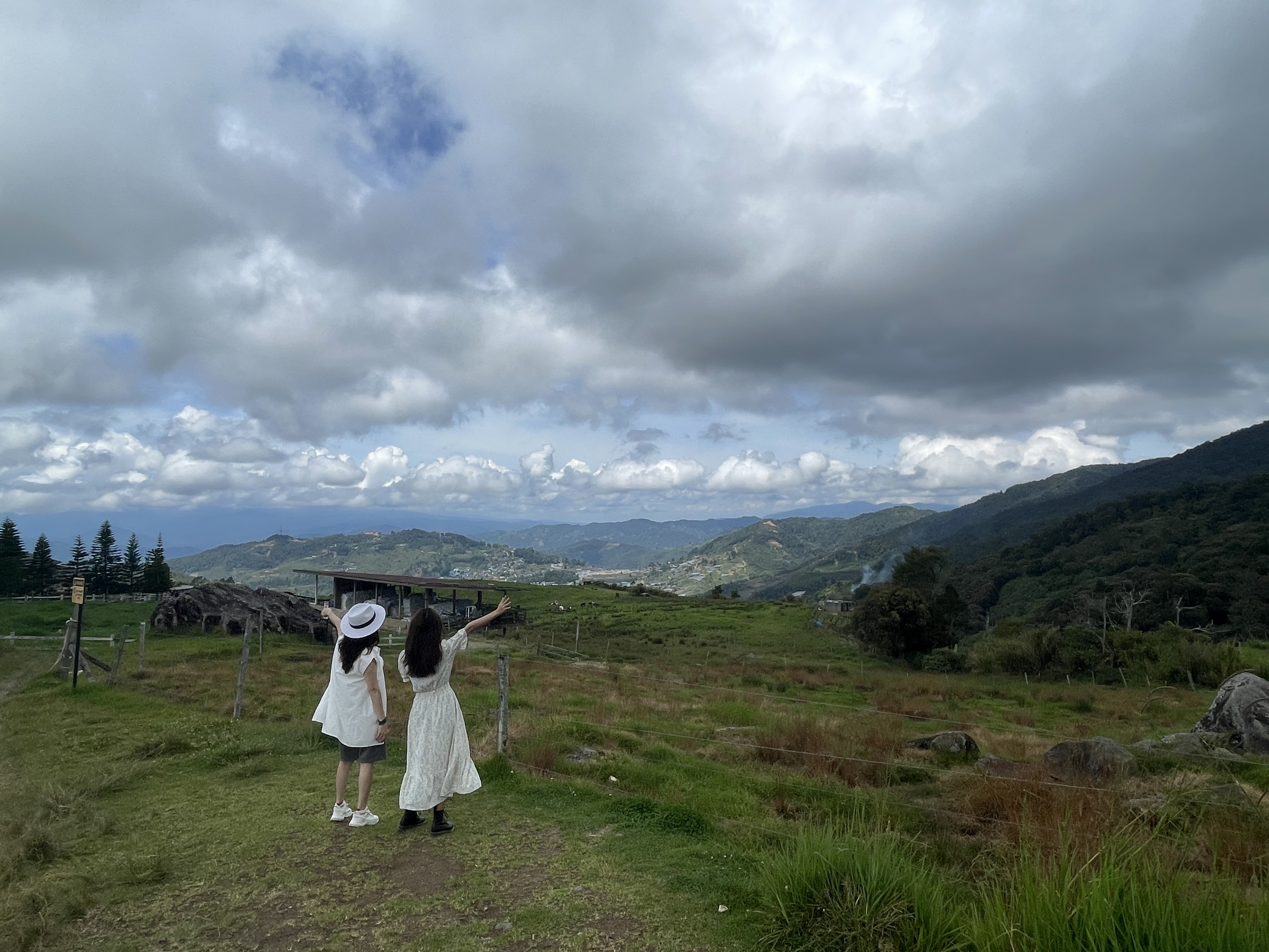 德薩奶牛牧場廣闊草原