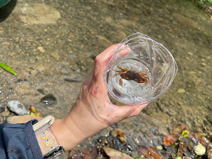 露營花湖美地溪邊 螃蟹