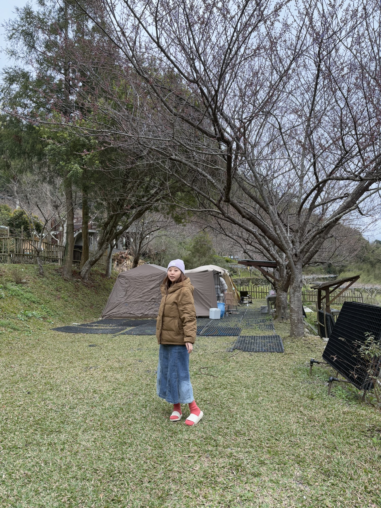 比固花園猴子B櫻花