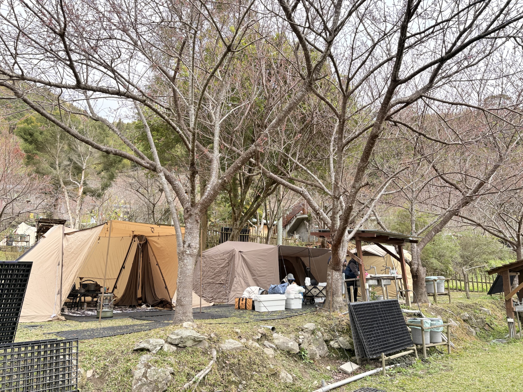 比固花園猴子A櫻花