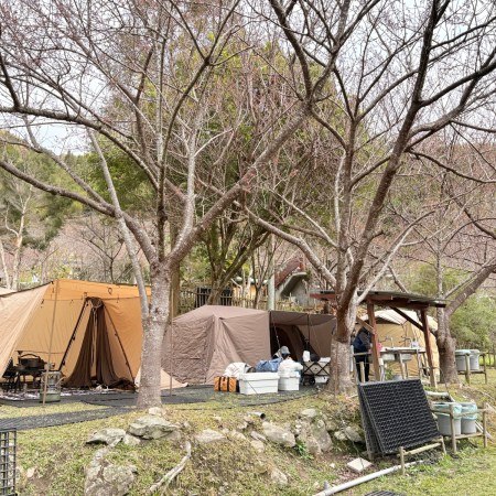 比固花園猴子A櫻花