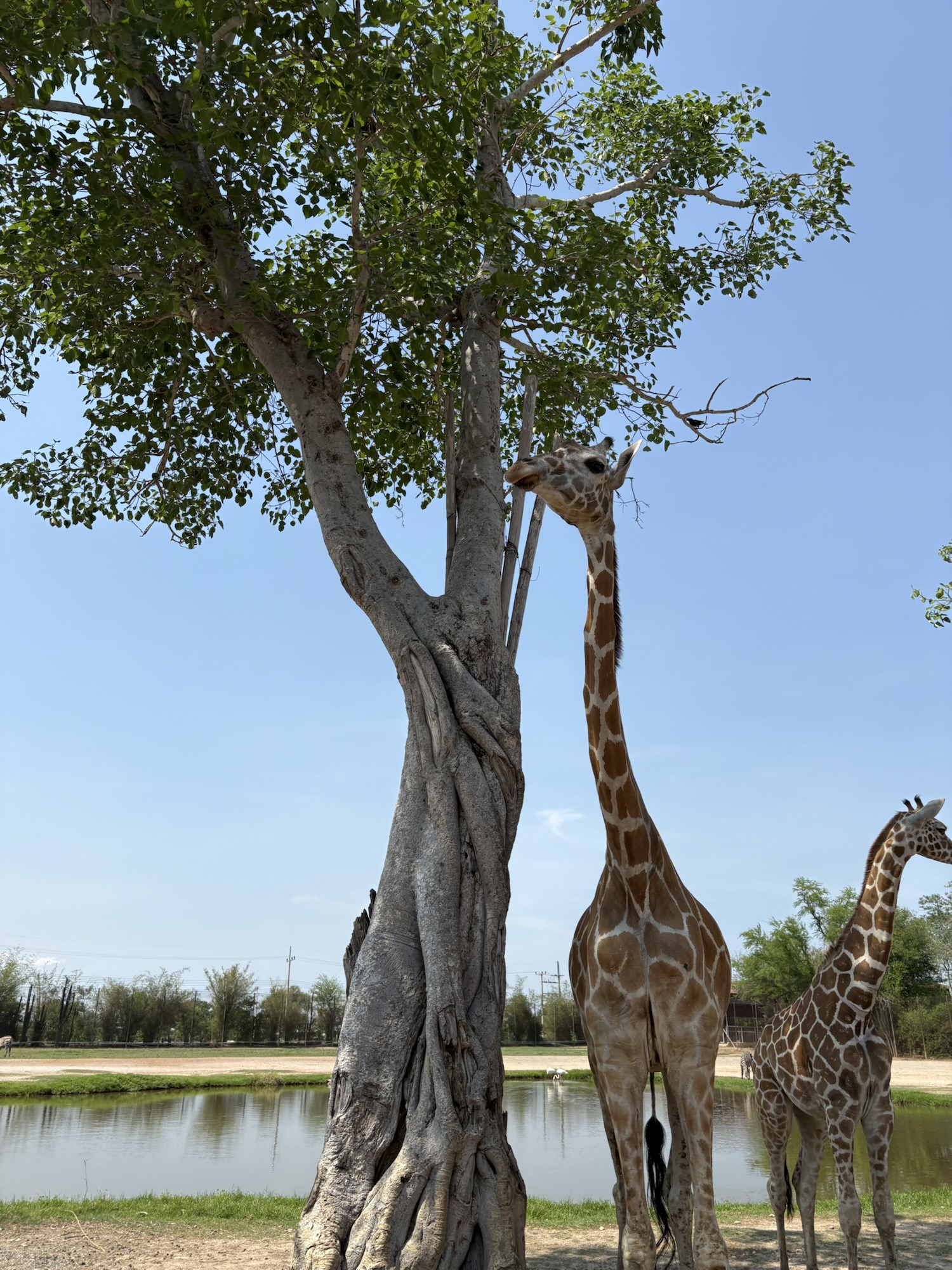 北碧野生動物園 長頸鹿