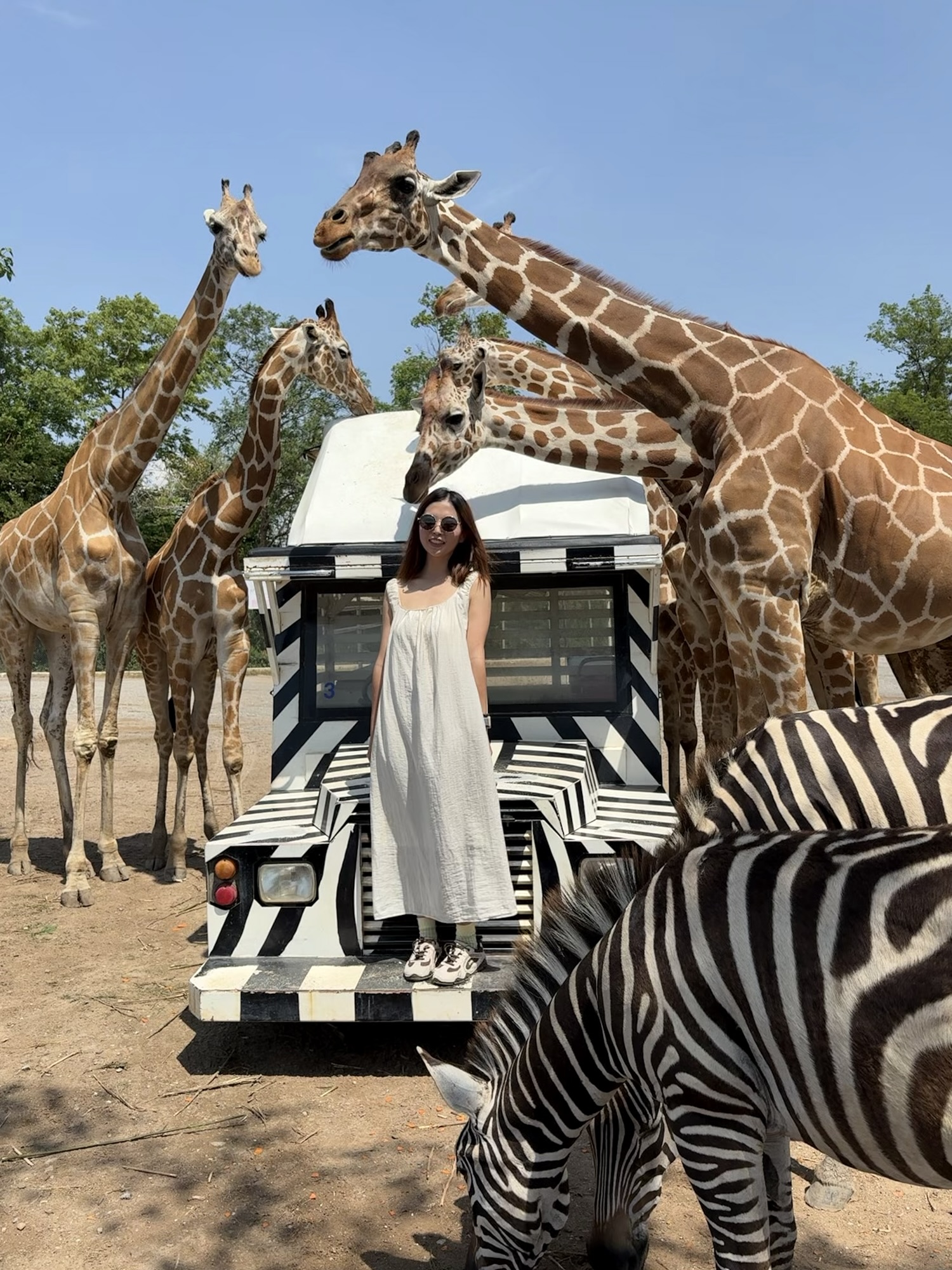 北碧野生動物園 長頸鹿吉普車