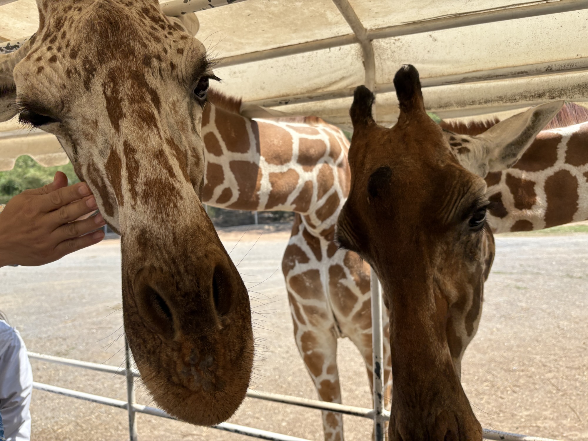 北碧野生動物園 長頸鹿