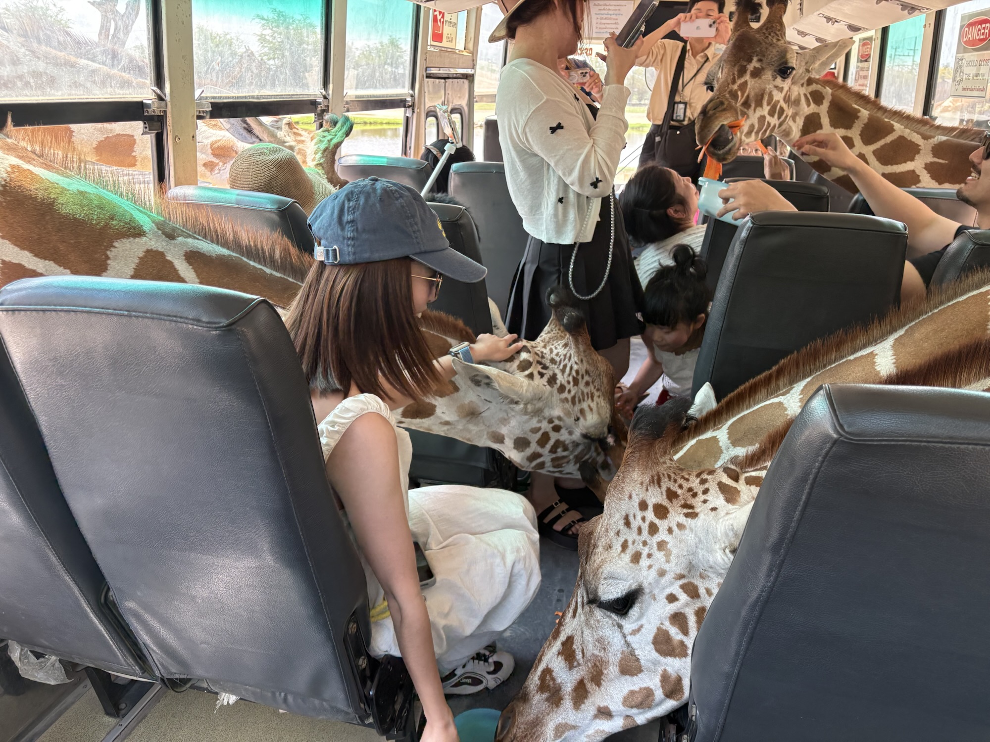 北碧野生動物園 長頸鹿