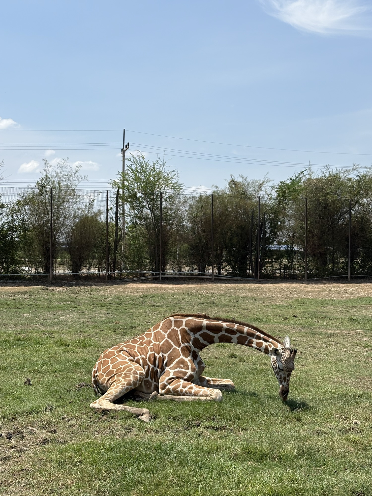 北碧野生動物園 長頸鹿