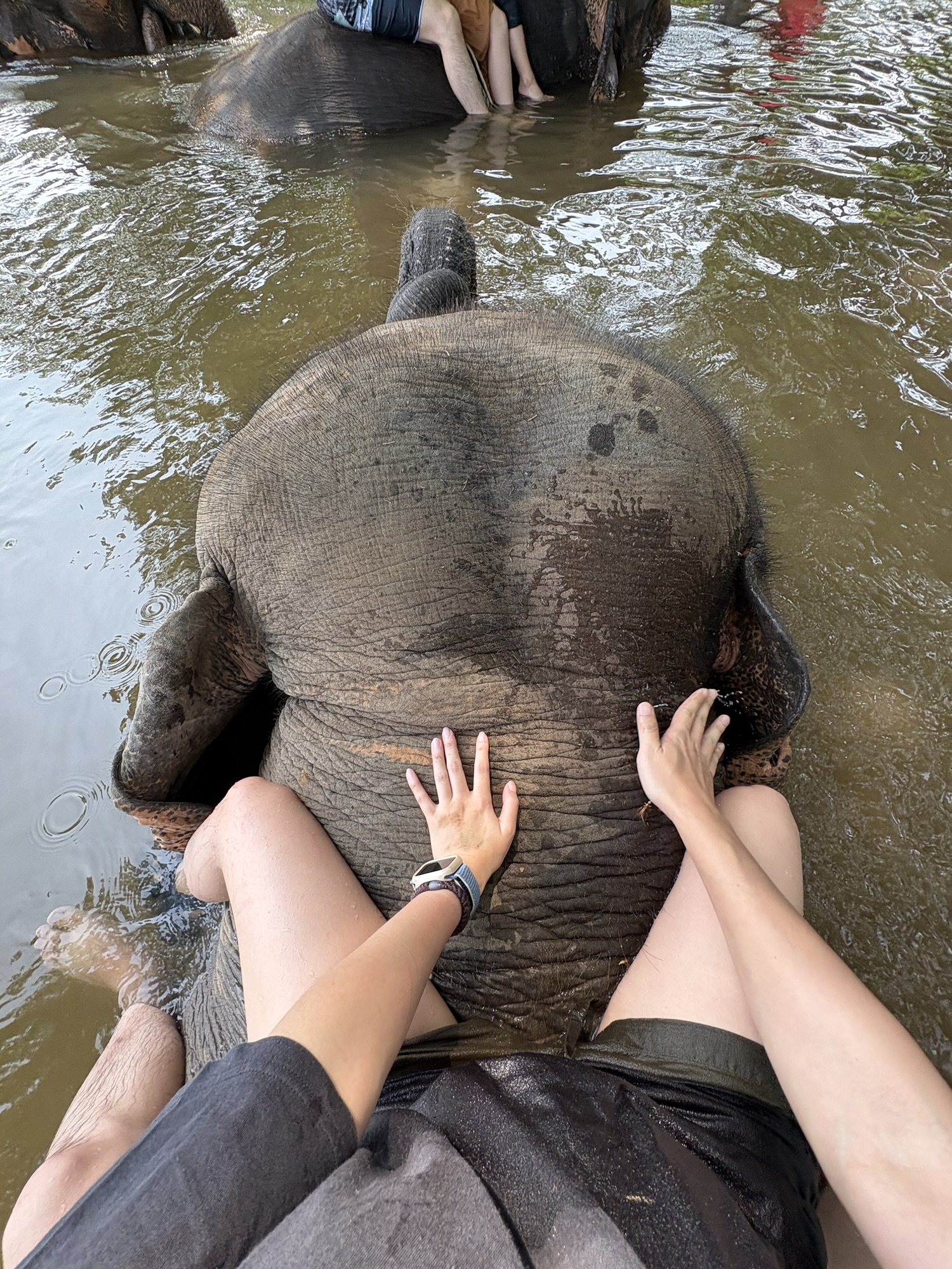 大象世界 大象共浴