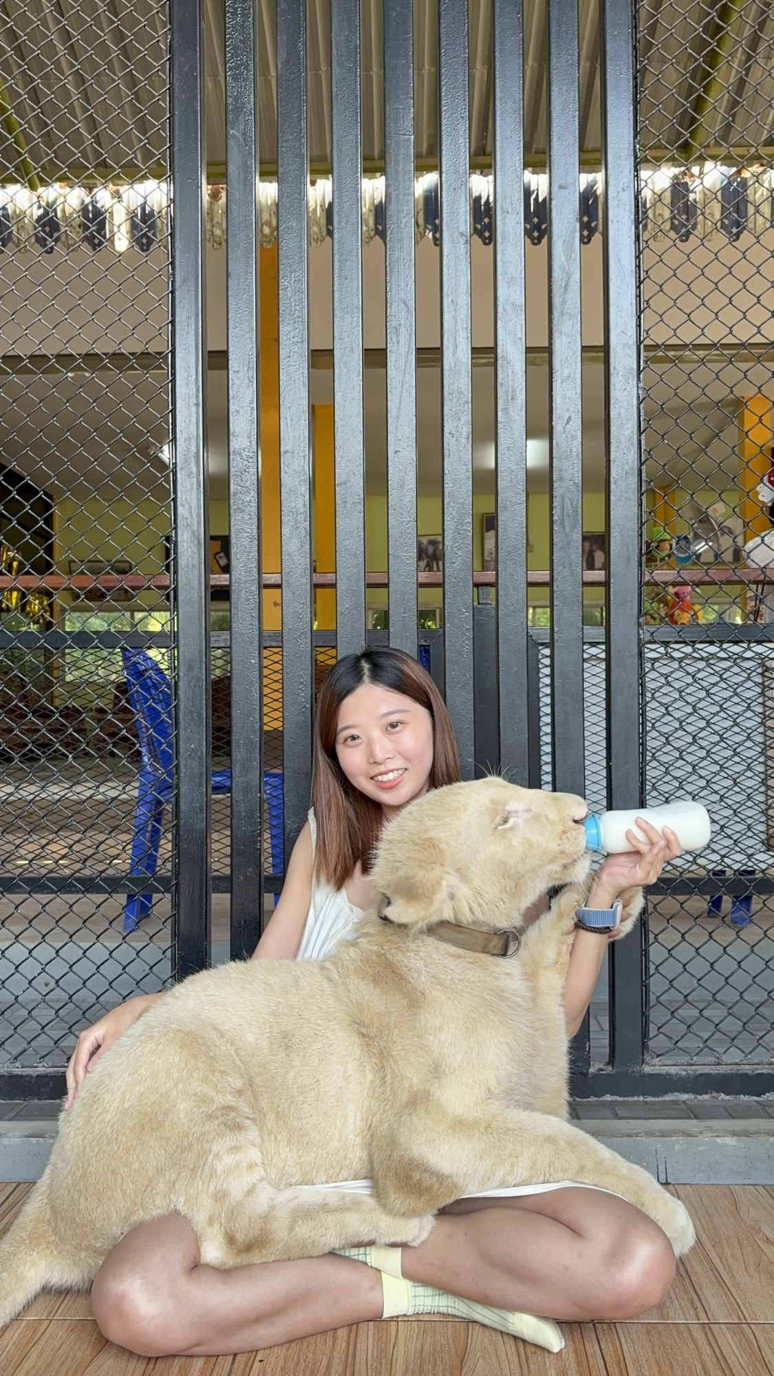 北碧野生動物園 白獅子