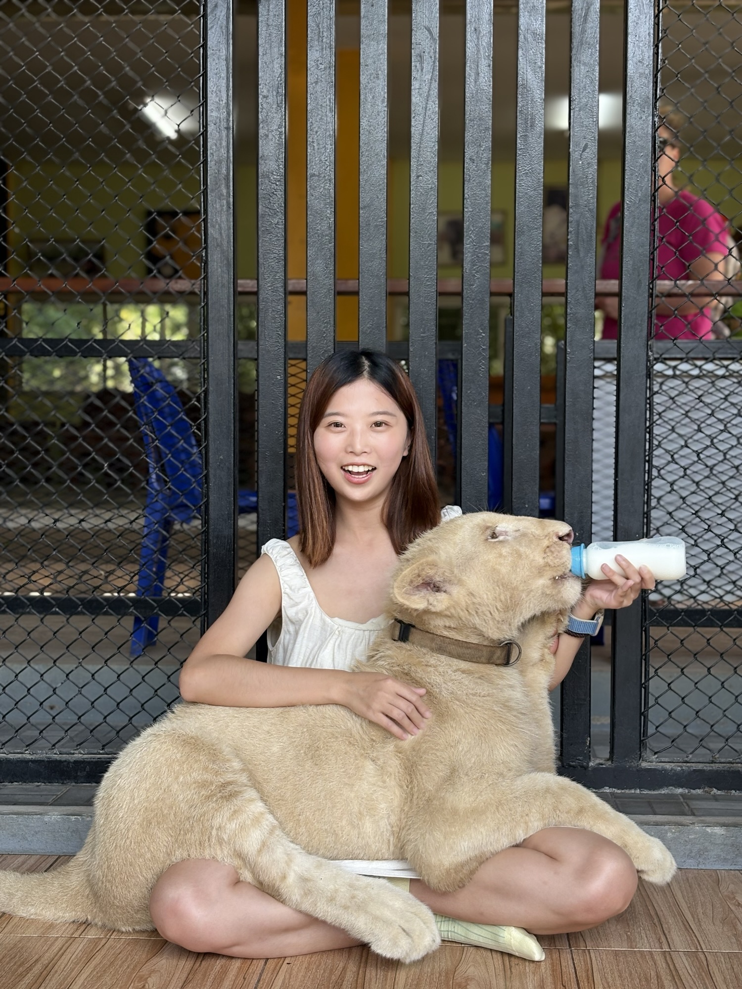 北碧野生動物園 白獅子